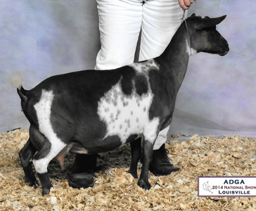 Buffalo Clover Delta Dawnn