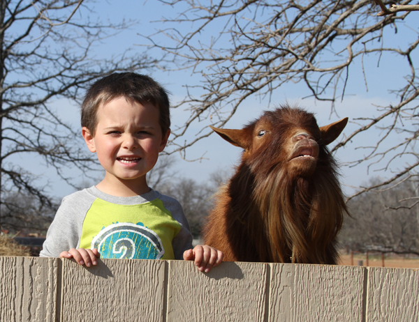 nigerian dwarf goats